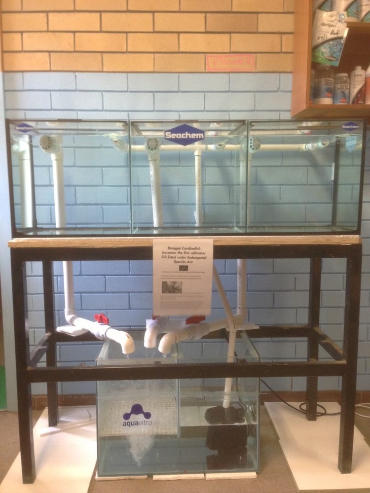 Our new propagation aquarium systems is ready to house the endangered Bangaii Cardinalfish from Indonesia